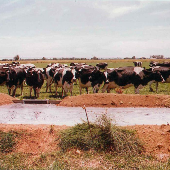 Dairy cows next to a Padman Stop Channel Bay Outlet