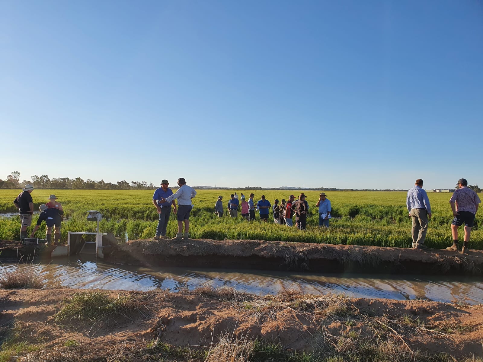 On farm field walk rice 2021